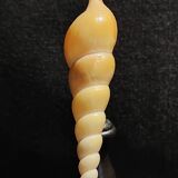 Cabinet of Curiosities tibia fusus shell on base