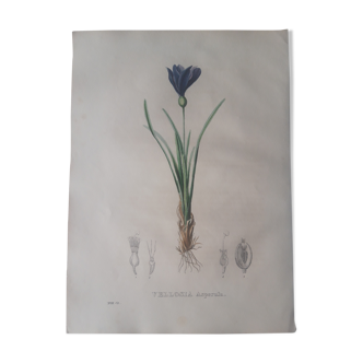 Botanical board Vellosia Asperula, lithographed and colored, Sertum Botanicum 1832