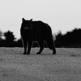 Black and white photography