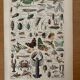 Reserved Marine - Set of 3 lithographs on the marine world XX