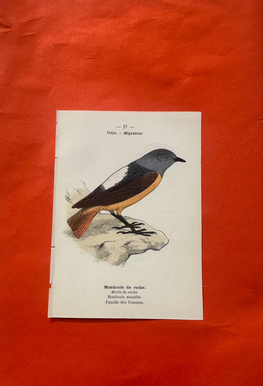 Botanical engraving birds double sided naturalist board