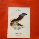 Botanical engraving birds double sided naturalist board