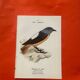 Botanical engraving birds double sided naturalist board