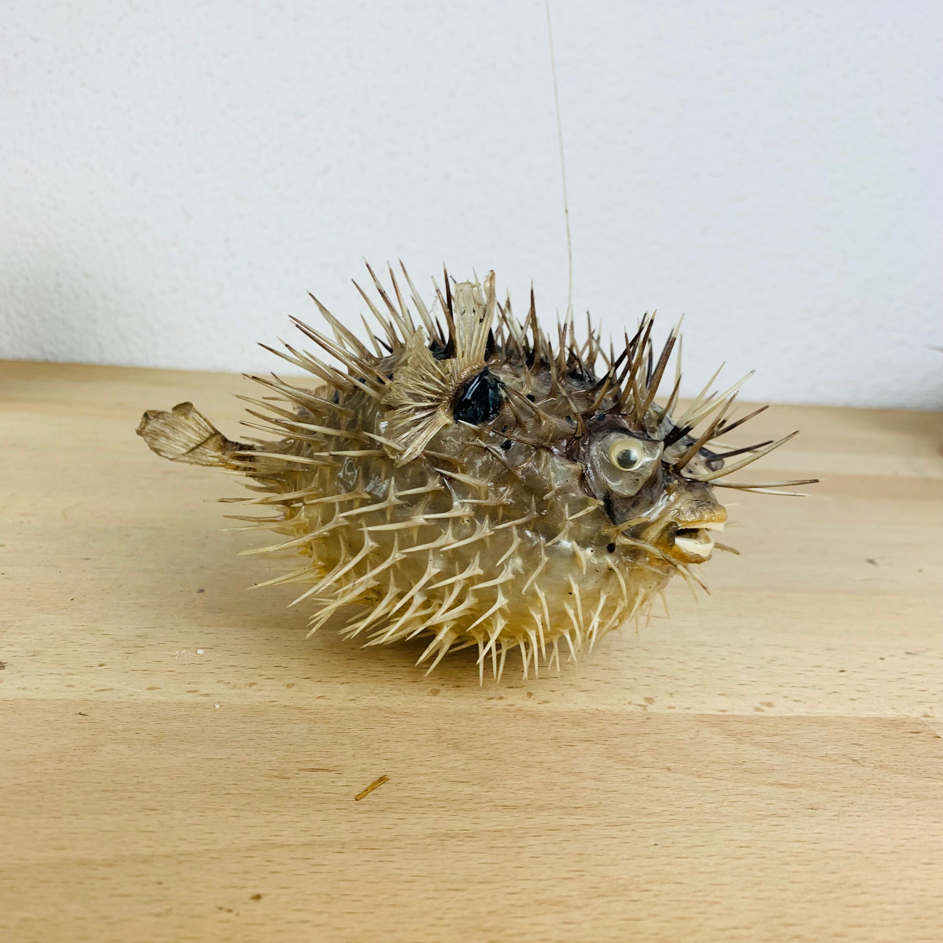 Naturalized diodon puffer fish object of curiosity