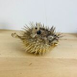 Naturalized diodon puffer fish object of curiosity