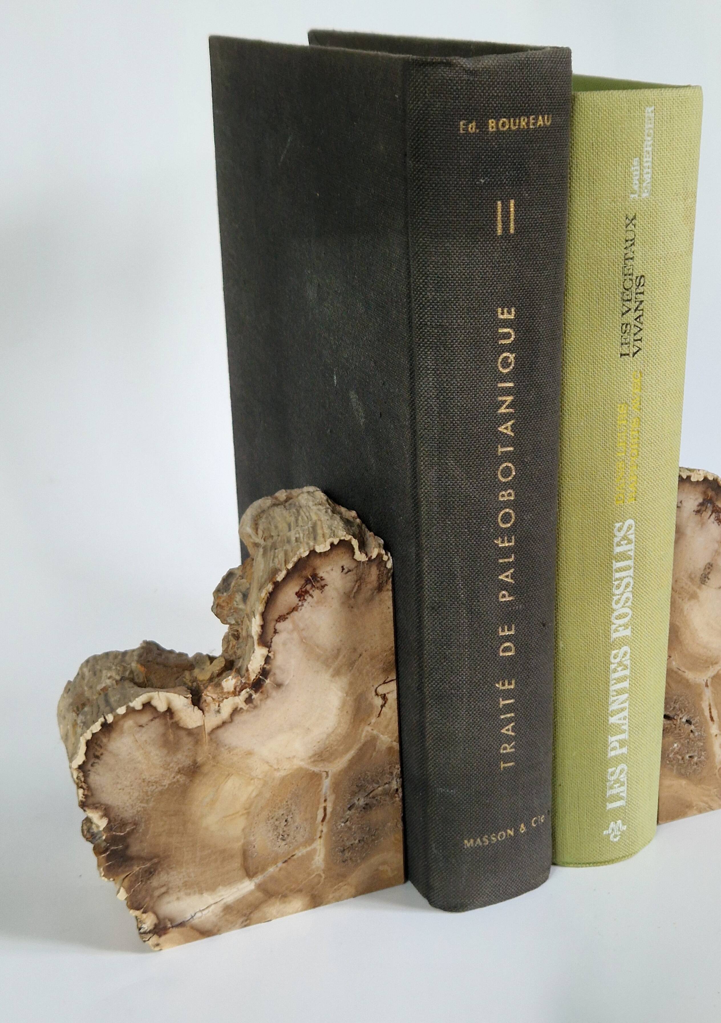 Pair of petrified wood bookends