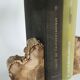 Pair of petrified wood bookends
