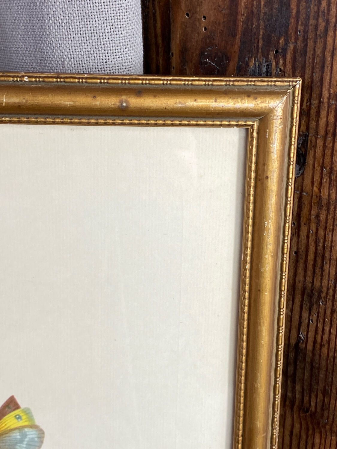 Botanical print, P-J Redouté, Bear's Ears