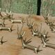 Handcrafted brass gazelle knife rests x12
