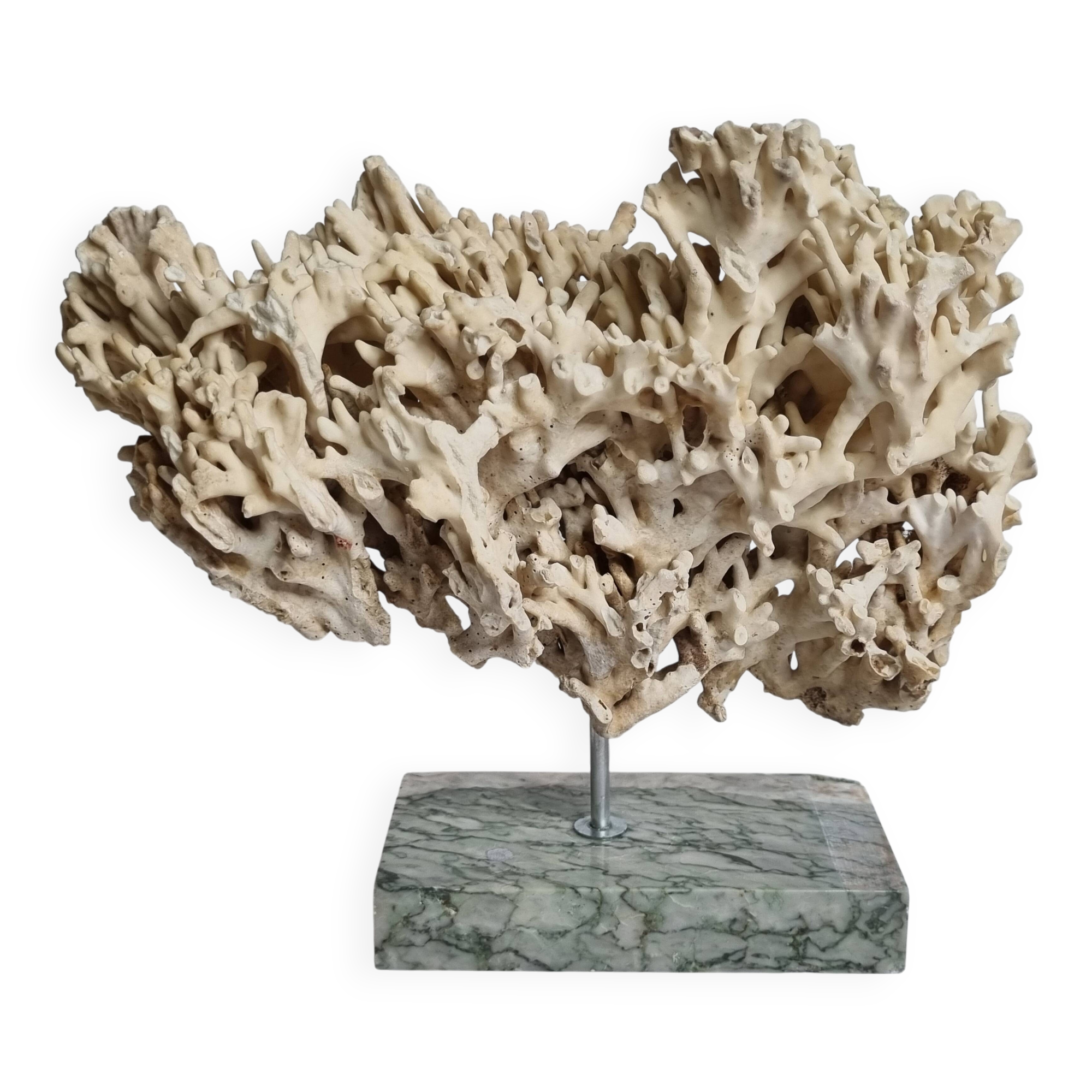 Antique White Coral on Grey Marble Base, 21 cm