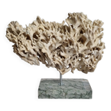 Antique White Coral on Grey Marble Base, 21 cm