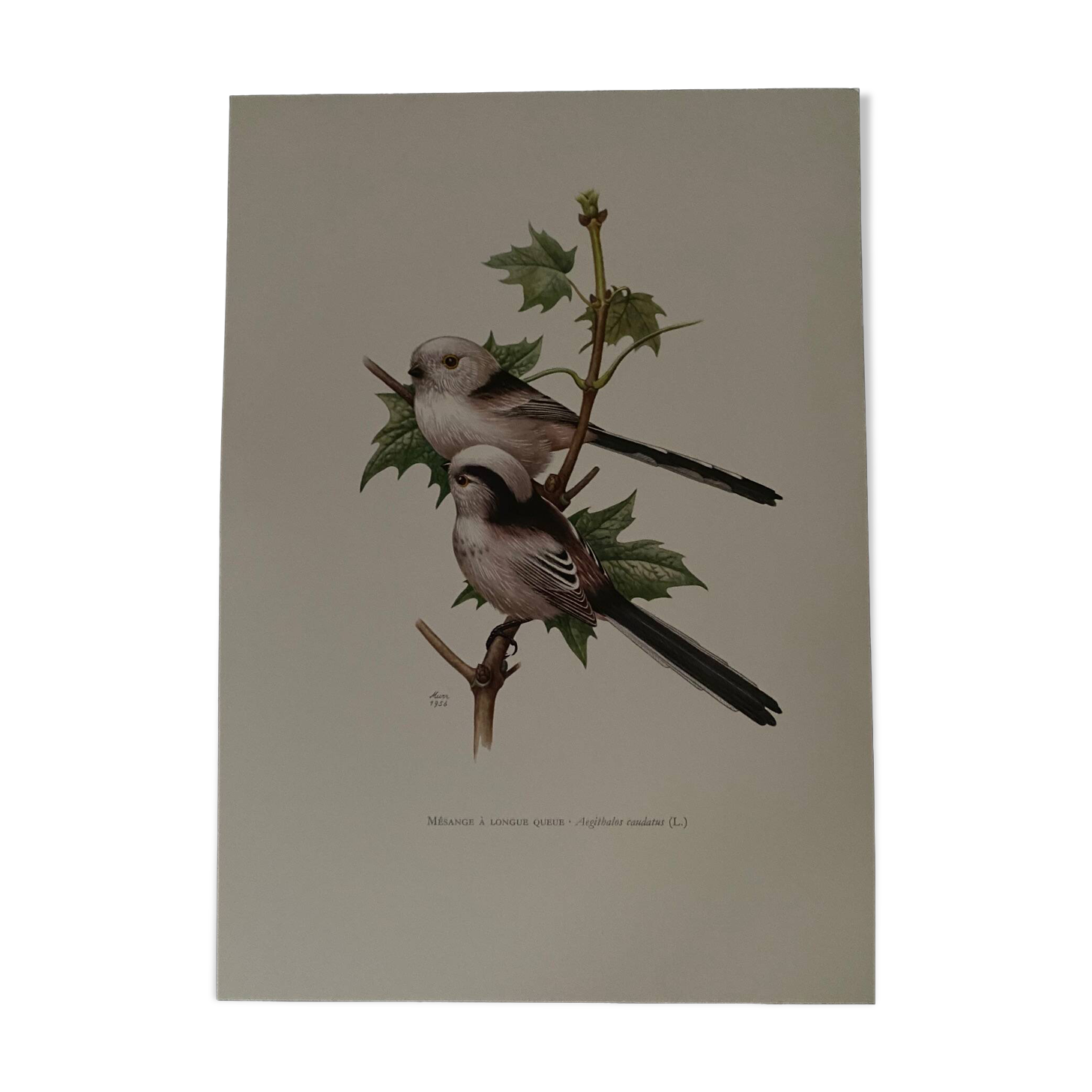 Planche ornithologique ancienne – Mésange à longue queue
