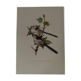 Old ornithological plate – Long-tailed tit