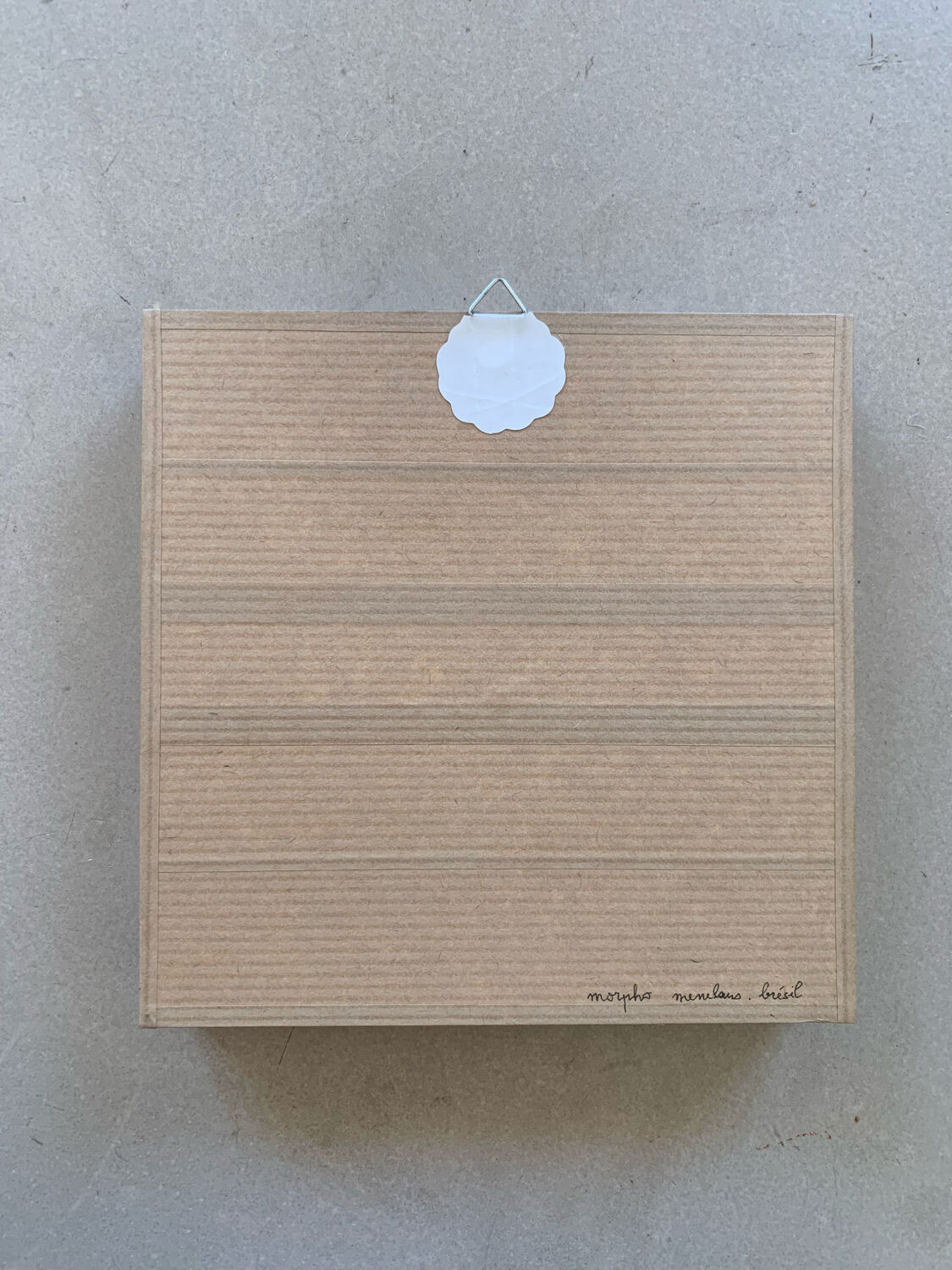 Butterfly naturalized iridescent under glass 16x16cm