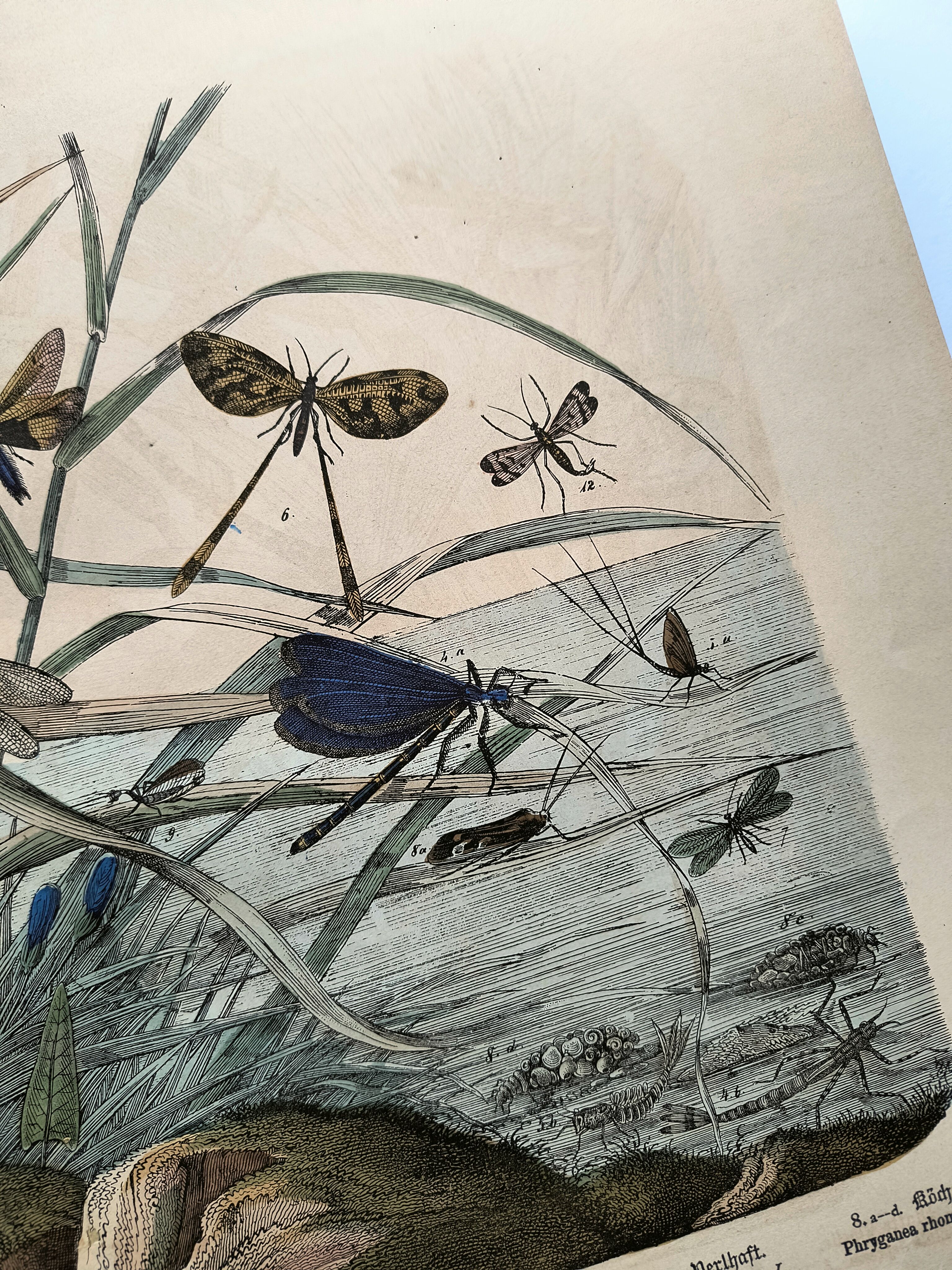 Gravure de 1886.  Libellules. Lithographie ancienne zoologique et vintage