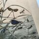 Gravure de 1886.  Libellules. Lithographie ancienne zoologique et vintage