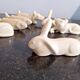 Set of 7 porcelain knife rests, animals, dog, cats, fish, rabbit.