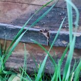 Former travel trunk Vacheron Fils Troyes