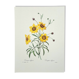 Planche botanique "Corcopsis élégant"