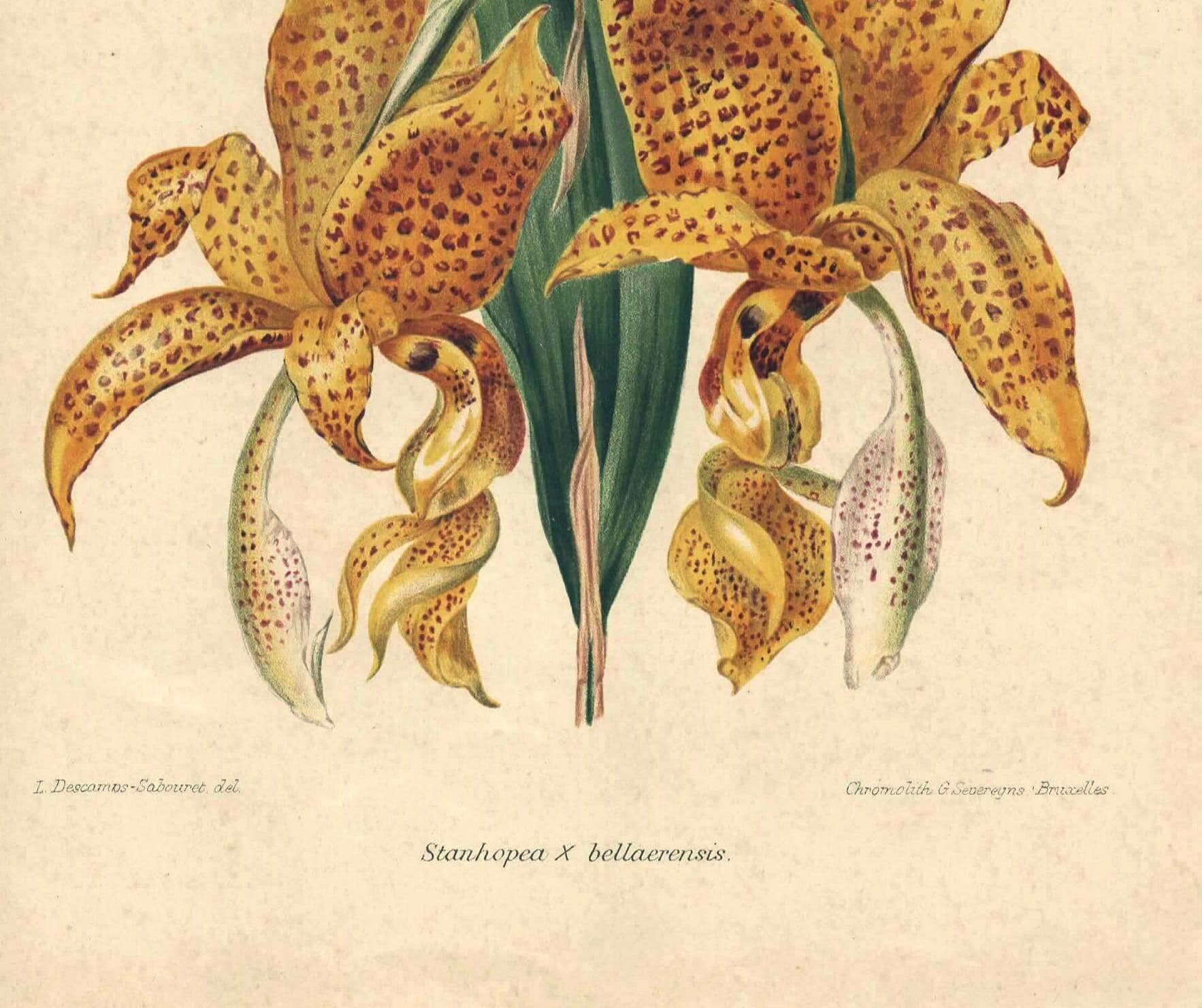 Gravure botanique par Descamps-Sabouret, Stanhopea hybride, 1896