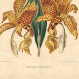 Botanical engraving by Descamps-Sabouret, Stanhopea hybrid, 1896