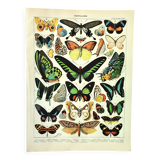 Gravure ancienne 1897 A. Millot - Papillons exotique, insectes, entomologie