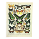 Antique engraving 1897 A. Millot - Exotic butterflies, insects, entomology