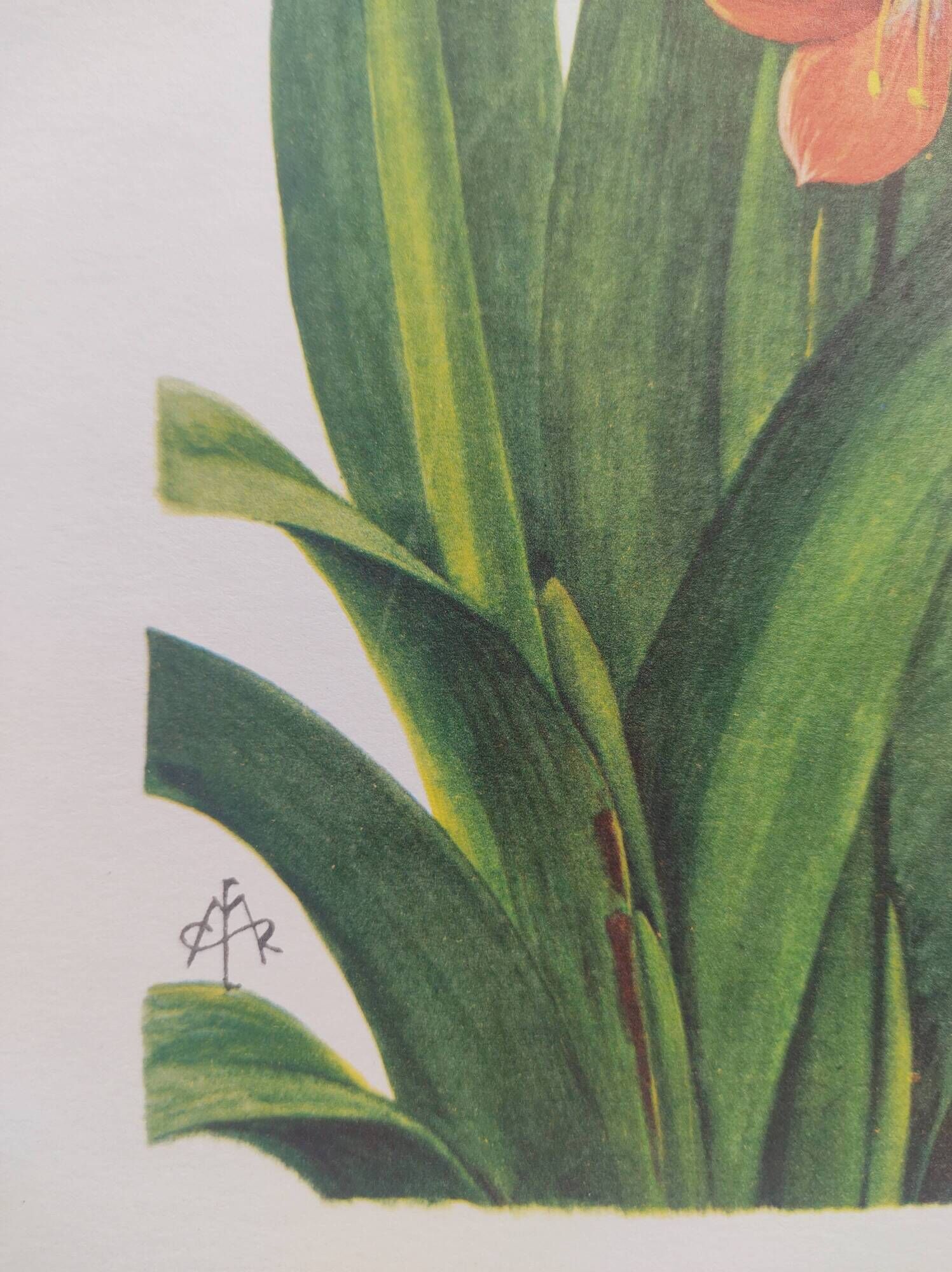 Vintage botanical plate from 1978 - Scarlet Clivia - Plant engraving - Watercolor M.Rollinat