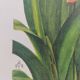 Vintage botanical plate from 1978 - Scarlet Clivia - Plant engraving - Watercolor M.Rollinat