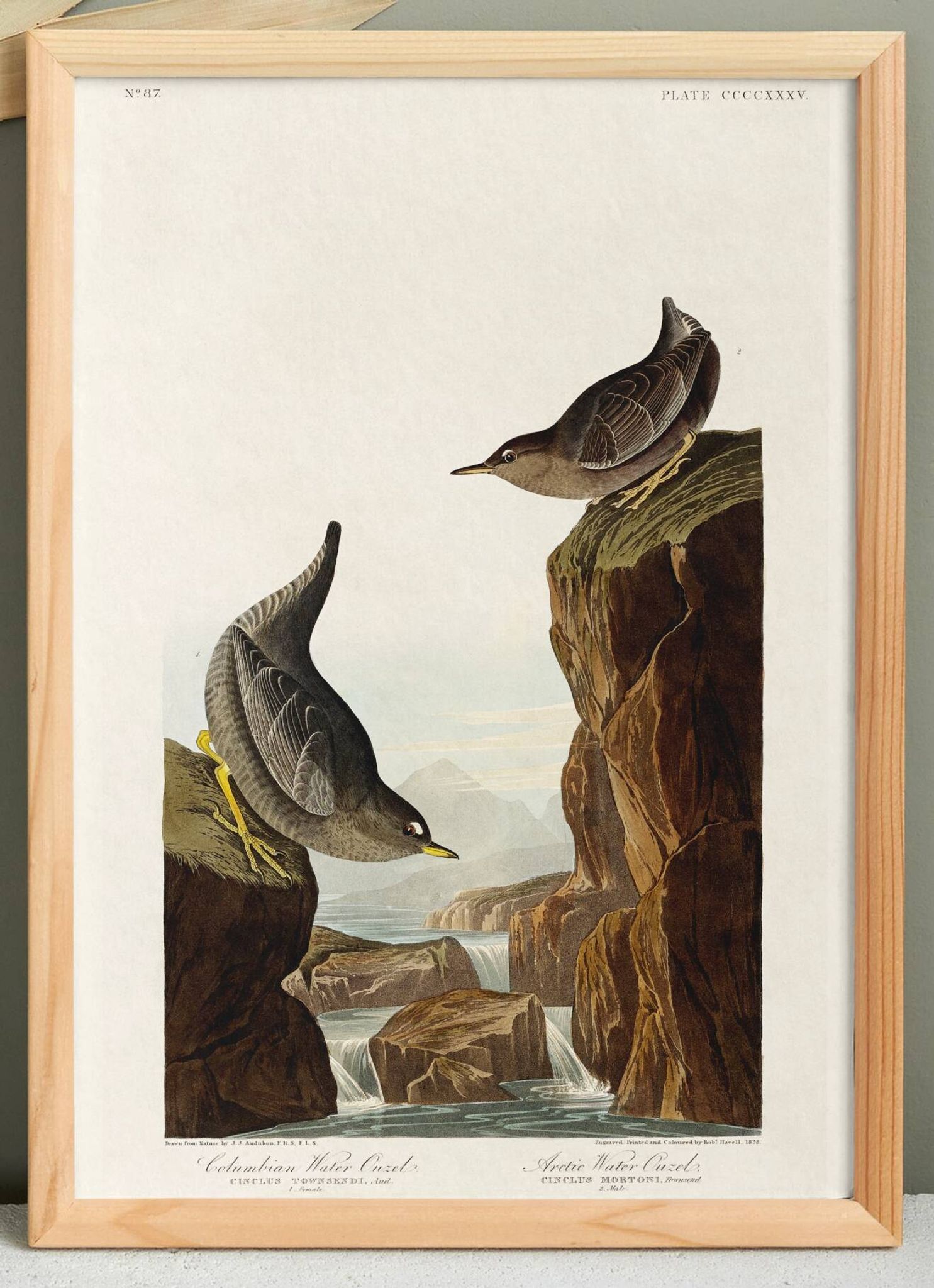 Poster about the Dipper, based on an old engraving from 1827.