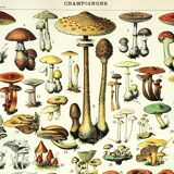 Botanical engraving 1897 A. Millot - Mushroom 1, picking