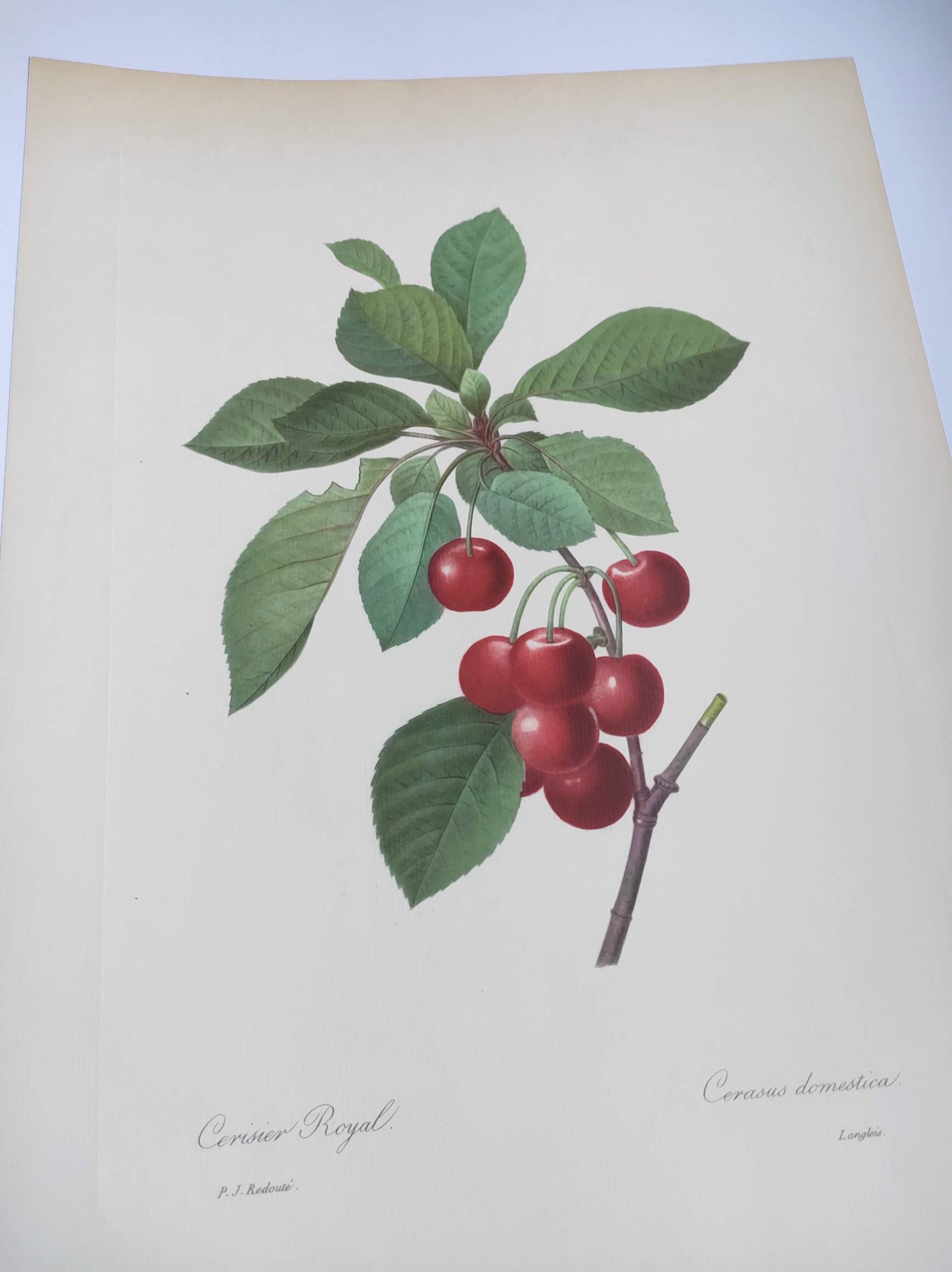 Antique fruit engraving -1955- Royal Cherry Tree- by PJ. Redouté. Vintage