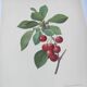 Antique fruit engraving -1955- Royal Cherry Tree- by PJ. Redouté. Vintage