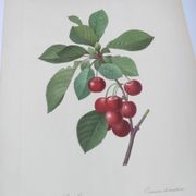 Gravure ancienne de fruits -1955- Cerisier Royal- par PJ. Redouté. Vintage