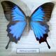 Butterfly frame