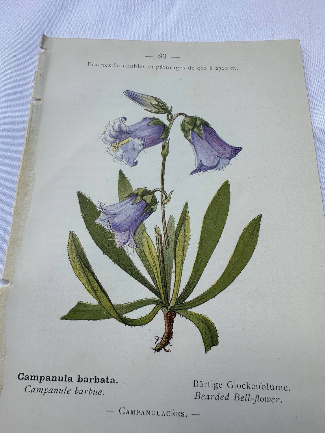 Old botanical engraving naturalist plate 18th century double-sided