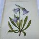 Old botanical engraving naturalist plate 18th century double-sided