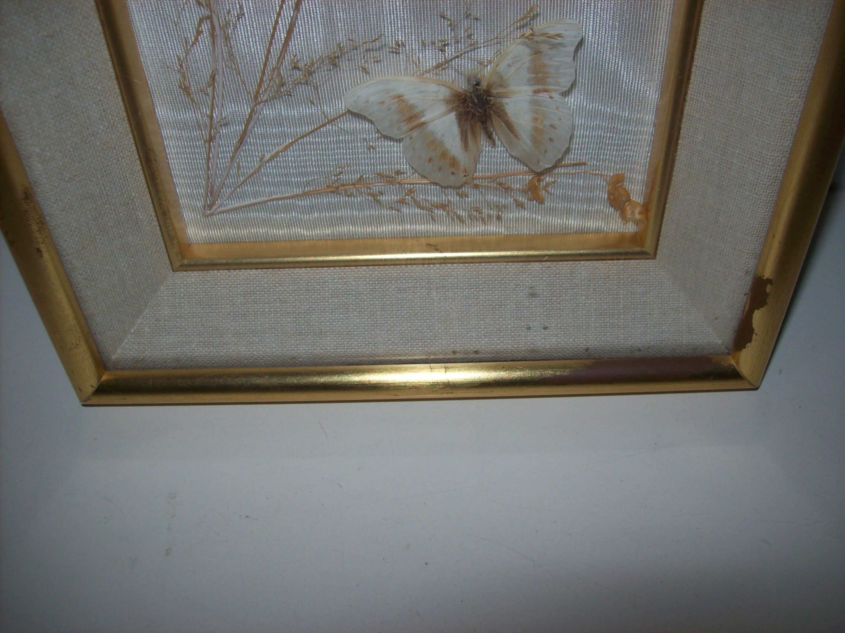 Butterfly stuffed under frame