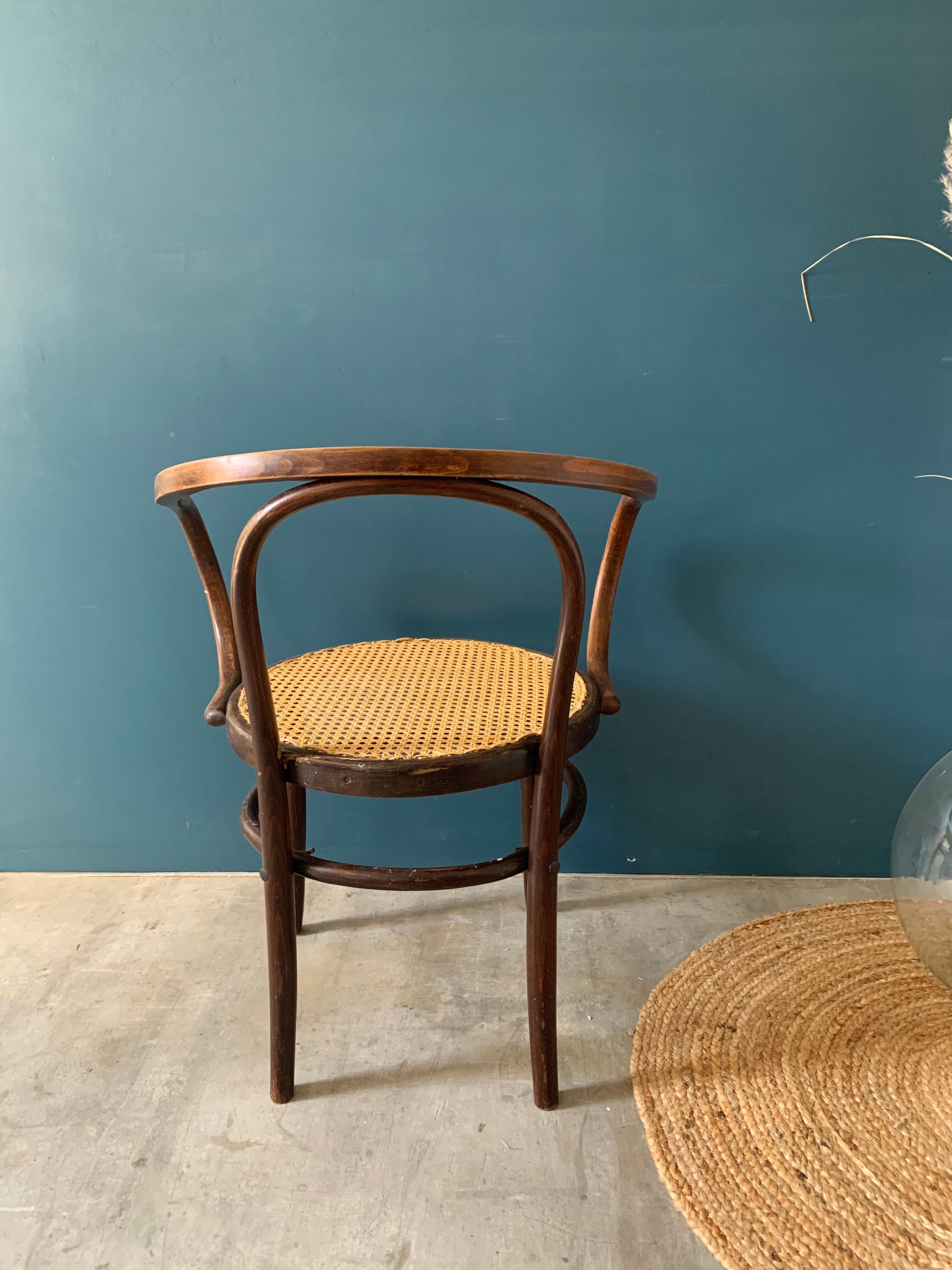 Mundus chair in curved wood