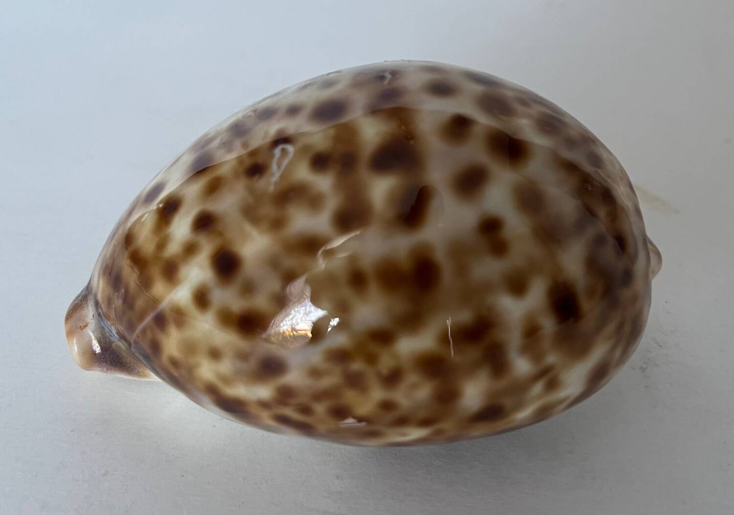Ciprea tigris seashell