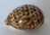Coquillage ciprea tigris