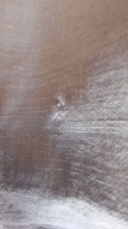 Cloth, rustic cotton canvas, light ivory.