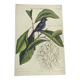 Old bird engraving - Chickadee - Zoological plate by Seligmann & Catesby. 1973