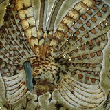 Decorative dish of Robert Pérot workshop of the old mill in Vallauris