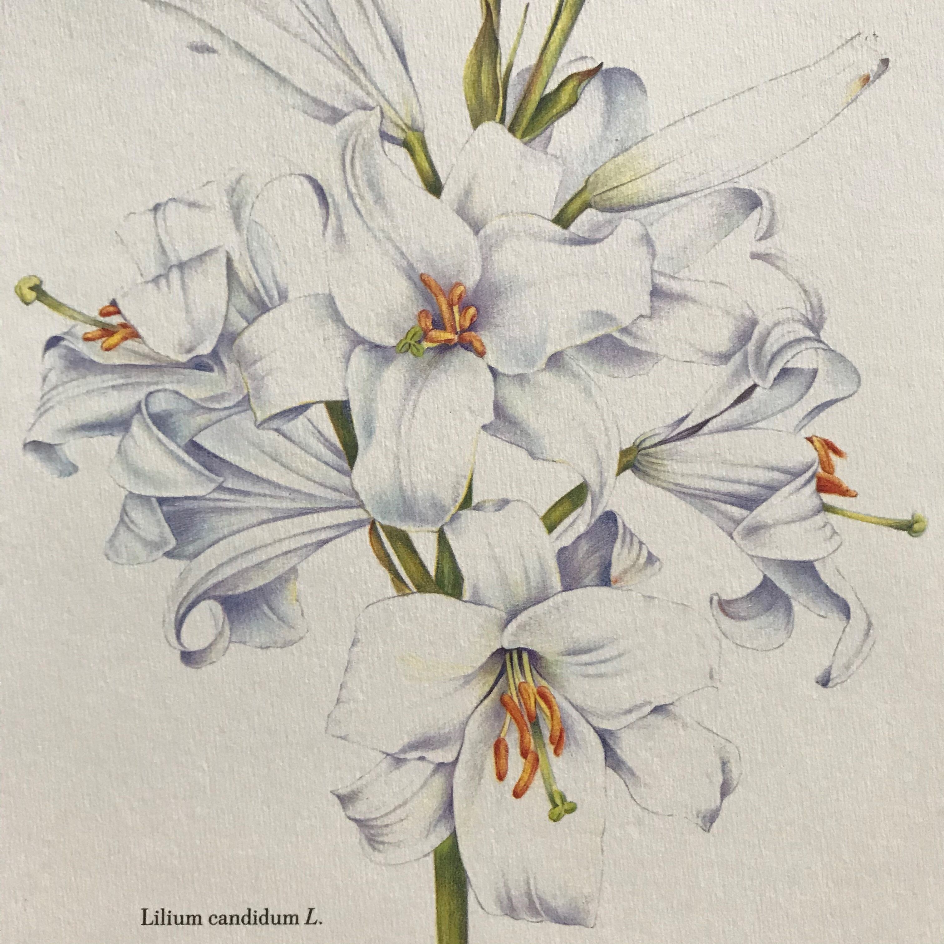 Botanical plank the white lily