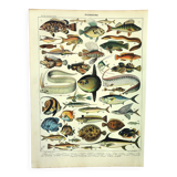 Antique engraving 1897 A. Millot - Fish 1, marine animals