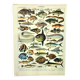 Gravure ancienne 1897 A. Millot - Poissons 1, animaux marins