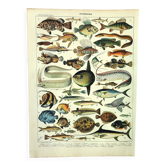 Antique engraving 1897 A. Millot - Fish 1, marine animals