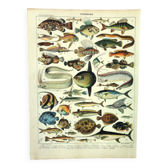 Antique engraving 1897 A. Millot - Fish 1, marine animals