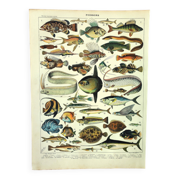 Antique engraving 1897 A. Millot - Fish 1, marine animals